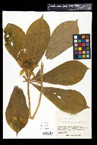 Media resource of Paris japonica