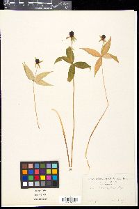 Paris tetraphylla image