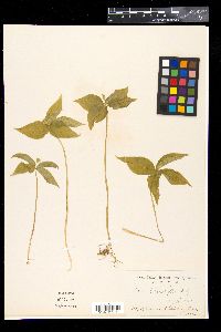 Paris tetraphylla image