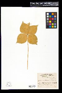 Media resource of Paris tetraphylla