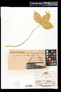 Paris tetraphylla image
