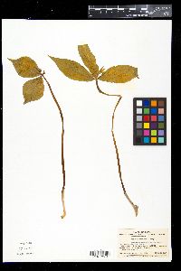 Paris tetraphylla image