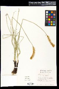 Schoenocaulon drummondii image