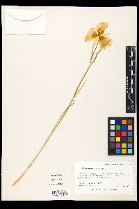 Calochortus gunnisonii image