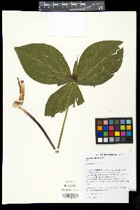 Trillium cuneatum image