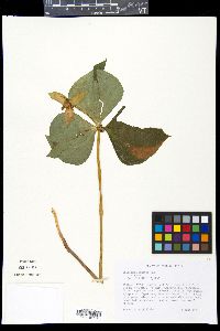 Trillium flexipes image