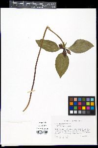 Trillium recurvatum image