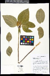 Trillium recurvatum image