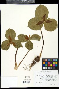 Trillium sessile image