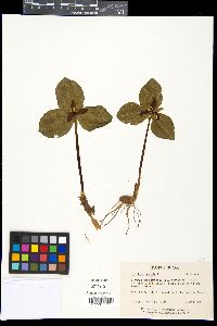 Trillium sessile image