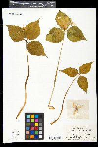 Trillium undulatum image