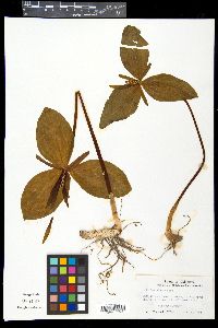 Trillium viride image
