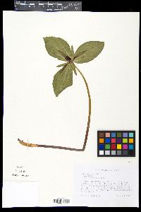 Trillium viride image