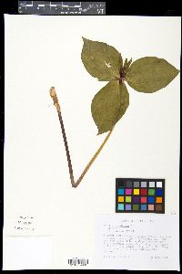Trillium viridescens image