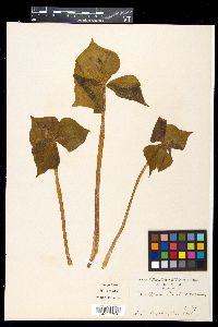 Trillium smallii image