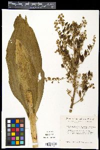 Veratrum californicum image