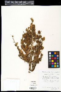 Veratrum californicum image