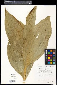Veratrum californicum image
