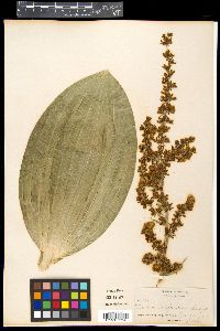 Veratrum californicum image