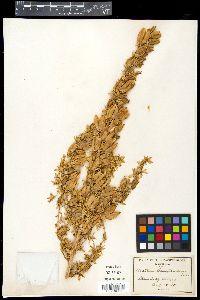 Veratrum californicum image