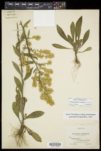 Solidago hispida var. hispida image