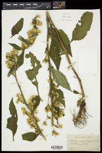 Solidago macrophylla image