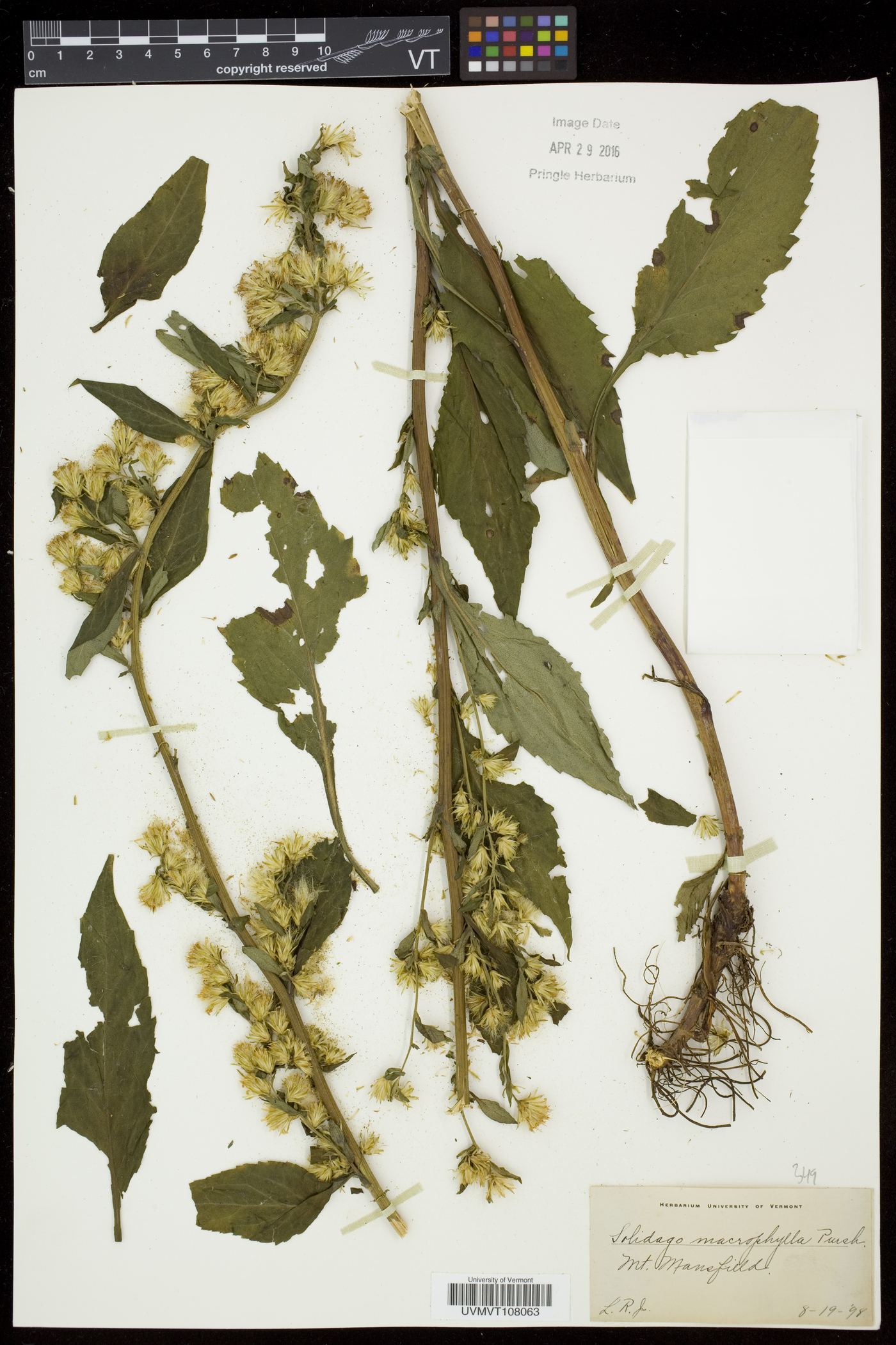 Solidago macrophylla image