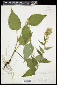 Solidago macrophylla image