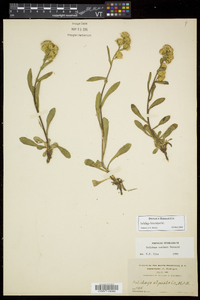 Solidago leiocarpa image