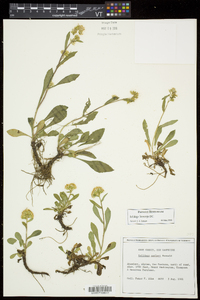 Solidago leiocarpa image