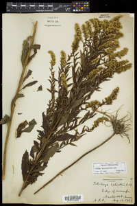 Solidago latissimifolia image