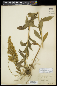 Solidago latissimifolia image