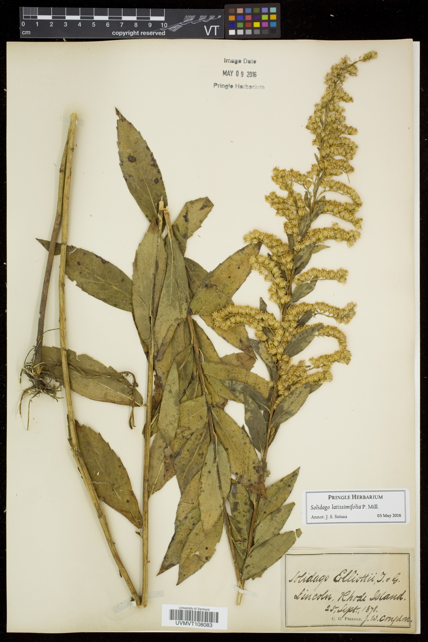 Solidago latissimifolia image