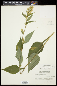 Solidago macrophylla image