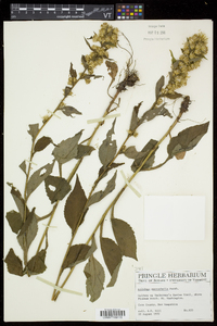 Solidago macrophylla image