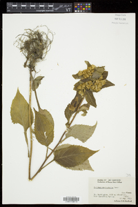 Solidago macrophylla image