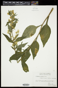 Solidago macrophylla image