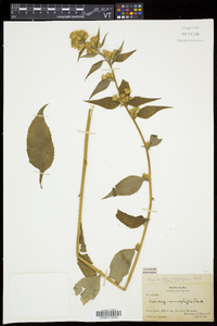 Solidago macrophylla image