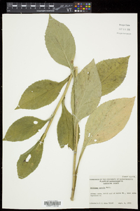 Solidago patula image