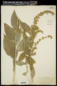 Solidago patula image