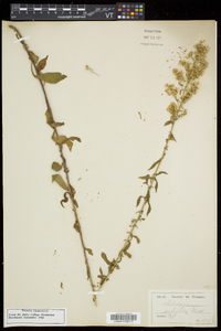 Solidago puberula image