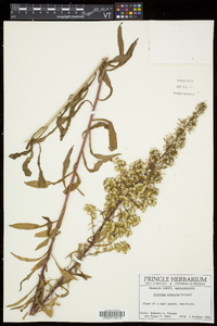 Solidago puberula image