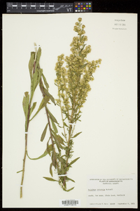 Solidago puberula image