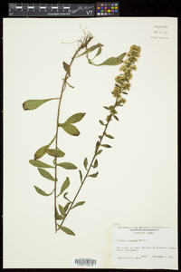 Solidago puberula image