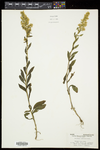 Solidago puberula image