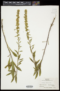 Solidago puberula image