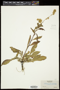 Solidago puberula image