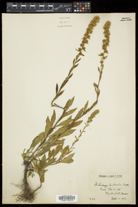 Solidago puberula image