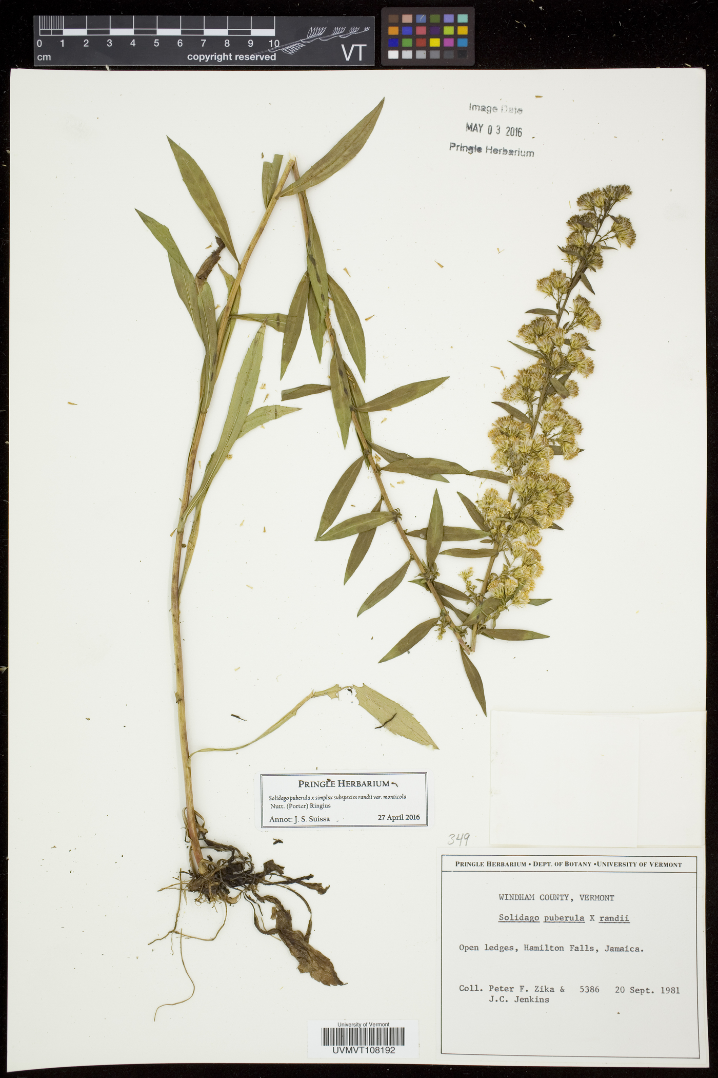 Solidago simplex var. monticola image