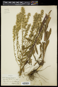 Solidago puberula image